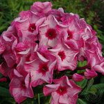 Флокс paniculata Fairytail of the Ural