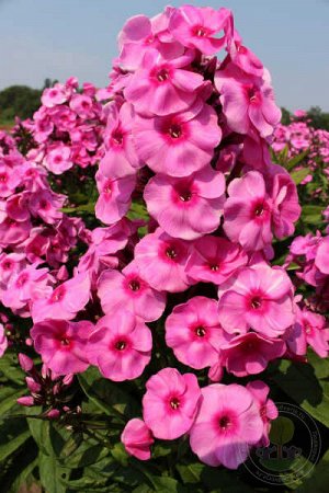 Флокс Phlox paniculata Fondant Fancy
