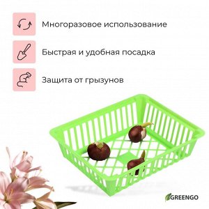 Корзина для луковичных, квадратная, 25x20 см, зелёная, Greengo