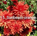 15 Sunbeam Orange