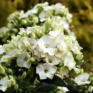 Флокс Phlox paniculata Green Expectation