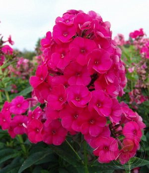 Phlox paniculata Grenadine Dream