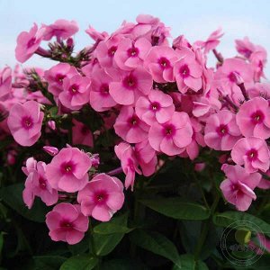 Phlox paniculata Jeff's Pink