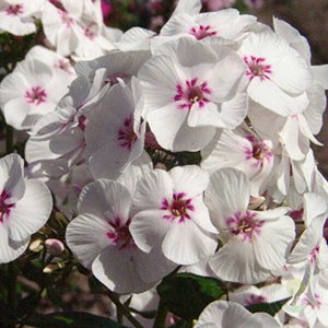 Phlox paniculata Mike's Favourite