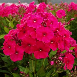 Флокс Phlox paniculata Miss Mary
