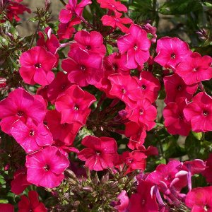 Флокс Phlox paniculata Miss Mary