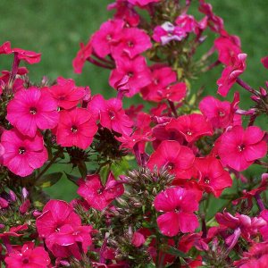 Флокс Phlox paniculata Miss Mary