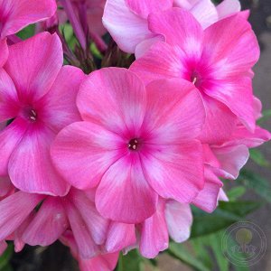 Phlox paniculata Oljenka
