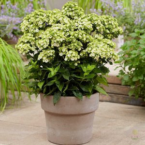 Phlox paniculata Orchid Green