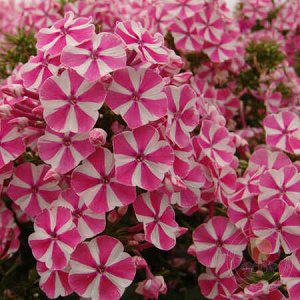 Флокс paniculata Peppermint Twist ® PBR