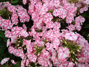 Флокс paniculata Peppermint Twist ® PBR