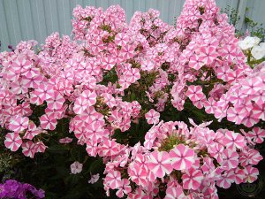 Флокс paniculata Peppermint Twist ® PBR