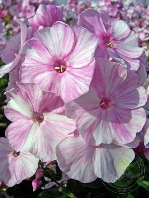 Phlox paniculata Picasso
