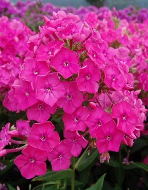 Phlox paniculata Pink Attraction