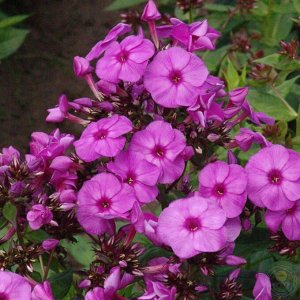 Phlox paniculata Purple Paradise