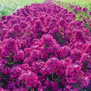 Phlox paniculata Raving Beauty