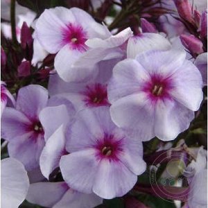 Phlox paniculata Swizzle Blue