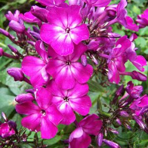 Phlox paniculata Tatjana