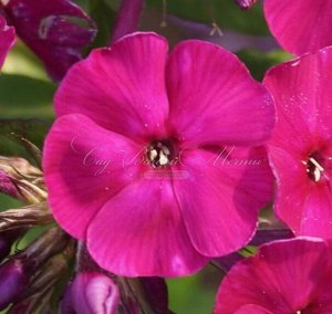Флокс Phlox paniculata Wendy House