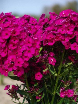 Флокс Phlox paniculata Wendy House