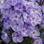 +Флокс paniculata Younique Grey Blue White ® PBR