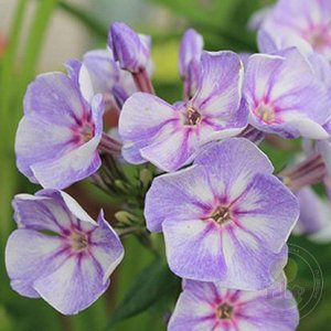 Phlox paniculata Younique Old Blue