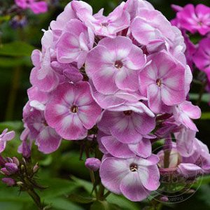 Phlox paniculata Younique Old Pink