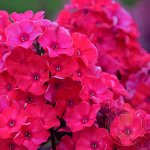 +Флокс paniculata Younique Red ® PBR