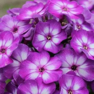 Флокс paniculata Younique Round About ® PBR