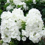 Флокс paniculata Younique White ® PBR