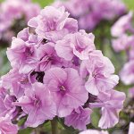 +Флокс paniculata Zenobia ® Trademark