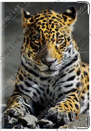 леопард Материал: Натуральная кожа Размеры: 194x138 мм Вес: 26 (гр.) Примечание: Подходит для стандартного военного билета РФ.