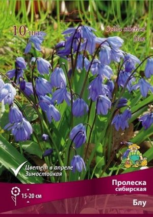Пролеска Блу сибирская 7/8 10шт (Поиск)
