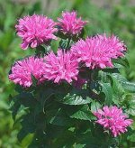 +Monarda Baby Spice