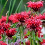 Monarda Cambridge Scarlet