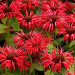 +Monarda Gardenview Scarlet