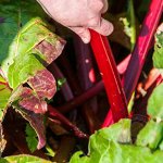 +Rheum rhabarbarum Holsteiner Blut