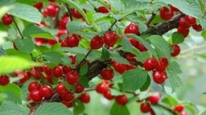 САЖЕНЦЫ ВИШНИ ЧЕРЕШНЕВАЯ ВИРОВСКАЯ ВОЙЛОЧНАЯ