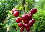 ВИШНЯ  ИЗОБИЛЬНАЯ