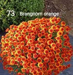 73 Brangnom orange