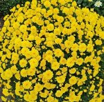 72 Sofie yellow