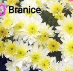 70 Brinice