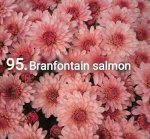 95 Branfountain Salmon