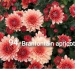 94 Branfountain Apricot