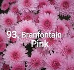 93 Branfountain Pink