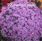 92 Branfountain Purple