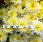 91 Branfountain Lemon