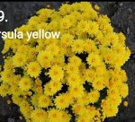 69 Ursula Yellow