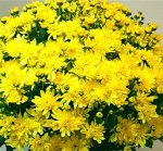 116 Bransound yellow
