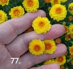 77 Branqueen Yellow